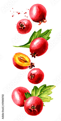 Fototapeta Naklejka Na Ścianę i Meble -  Falling ripe Hawthorn berries, vertical composition. Watercolor hand drawn illustration isolated on white background