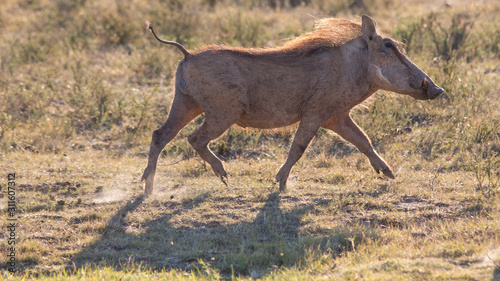 Valokuva pumba warthog