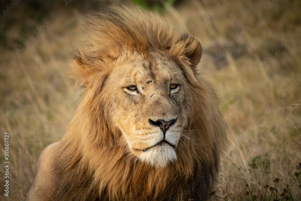 portrait of a lion