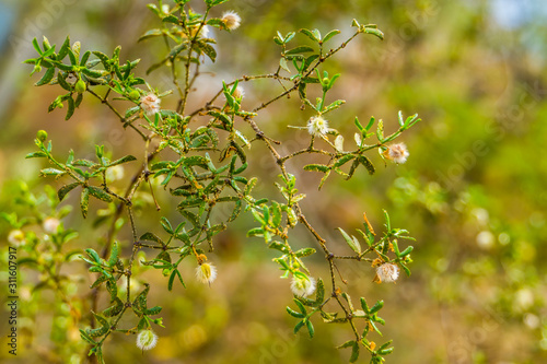 closeup of a creosote bush with seed heads, tropical plant specie that grows in the deserts of America photo