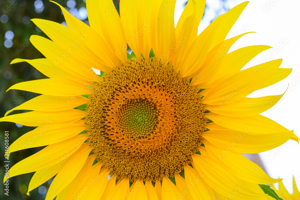 Beautiful sunflowers bloom in the garden during the late morning period.