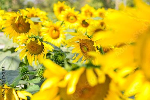 Beautiful sunflowers bloom in the garden during the late morning period. © Oilprakorn