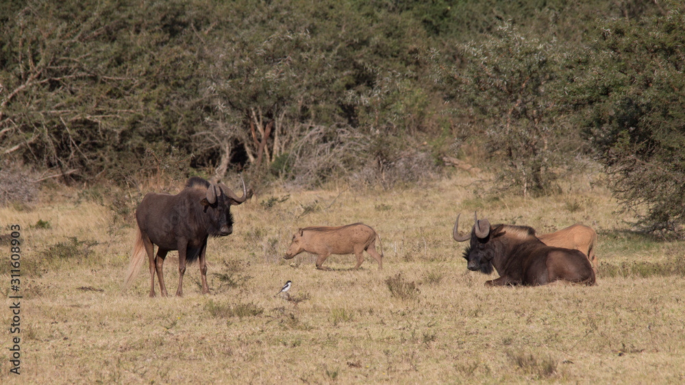 wildebeest and warthog