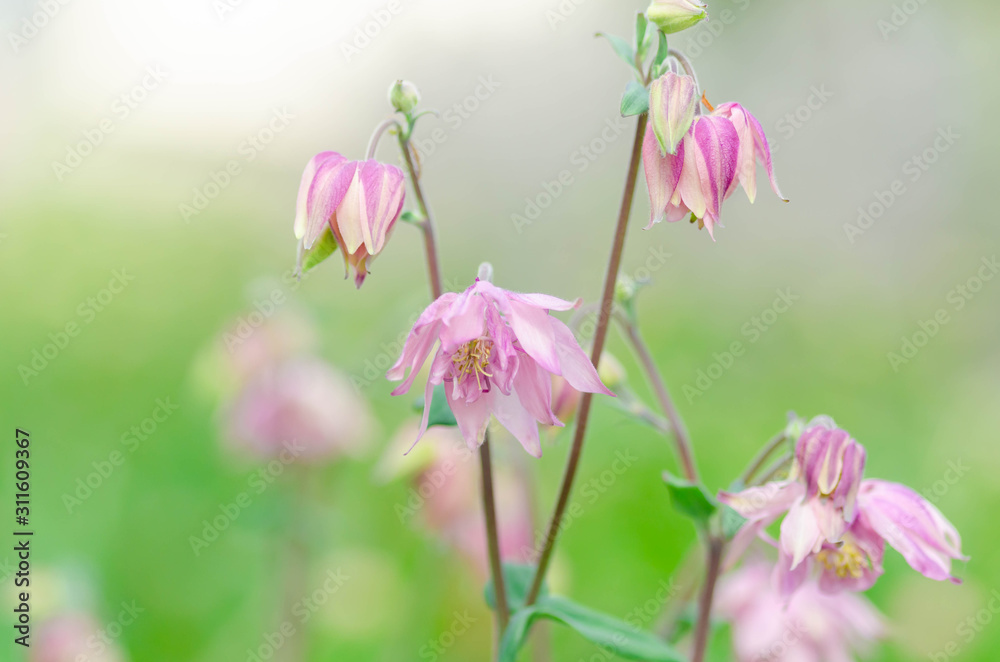 Obraz premium オダマキの花