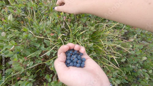 Close-up footage of hands picking blueberries outsied in high mountains photo