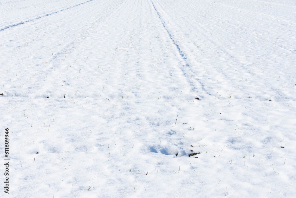 積雪の麦畑