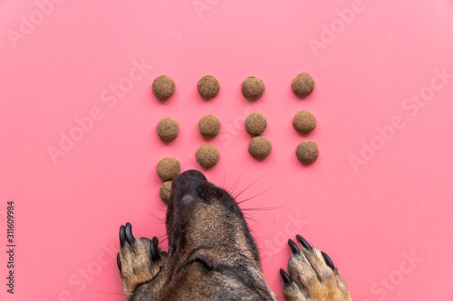happy dog eats dry food on pink background, top view