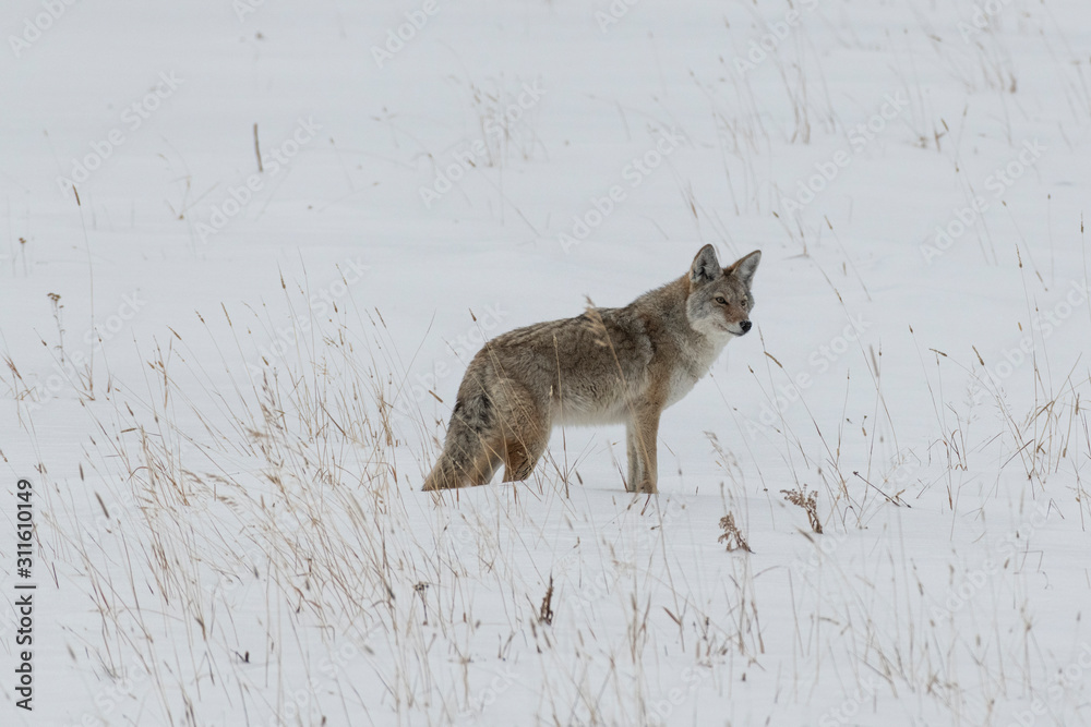 Fototapeta premium Coyote in winter