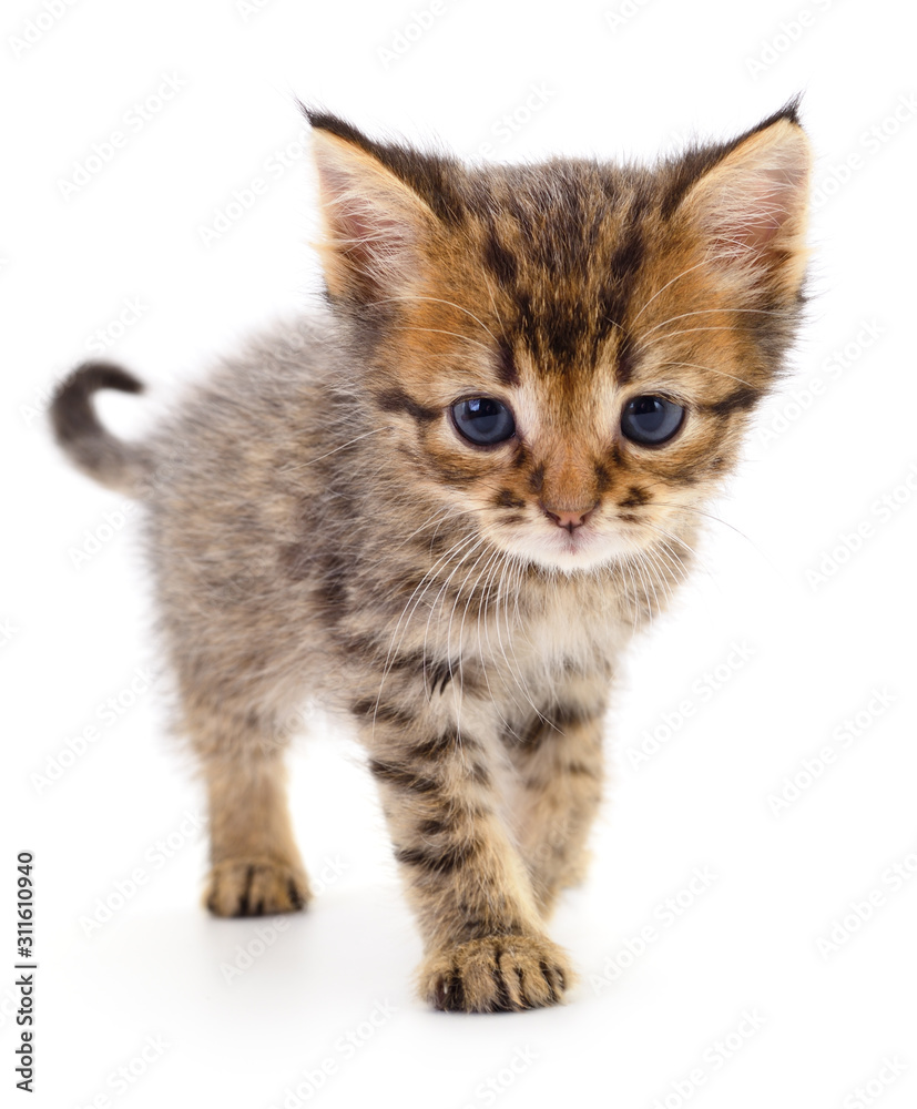 Kitten on white background.