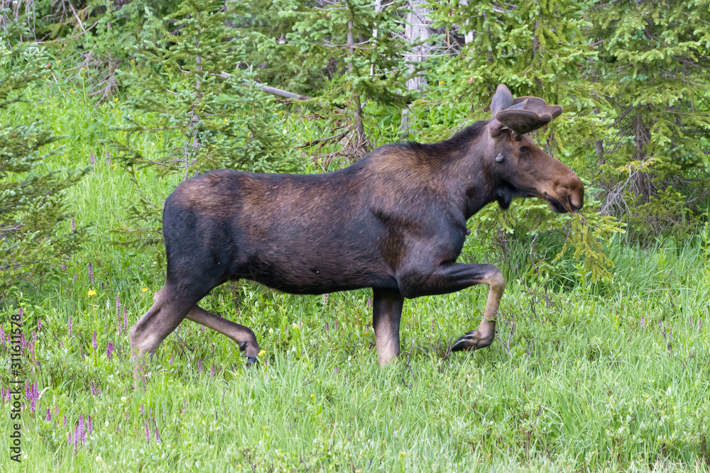 Shiras Moose in Colorado. Shiras are the smallest species of Moose in North America Shiras Moose in Colorado. Shiras are the smallest species of Moose in North America