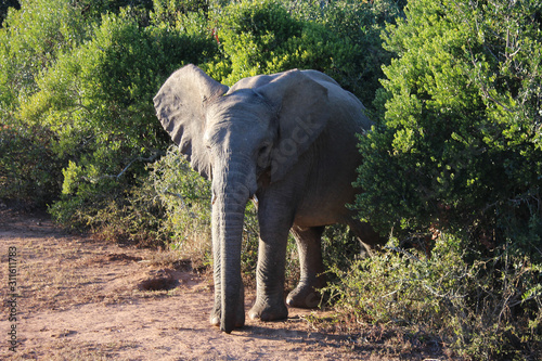 young elephant in africa