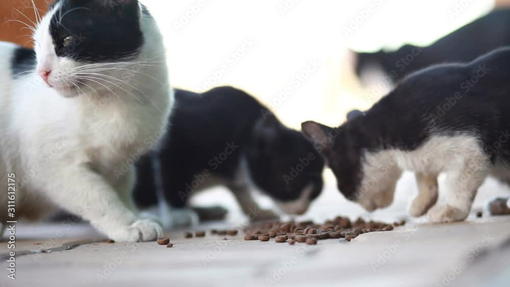 Homeless cats eat on the street. Animal protection concept