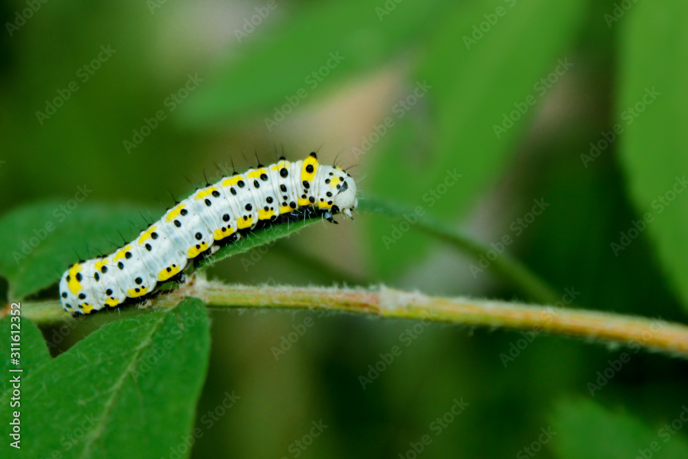 yellow-blue beautiful caterpillar on a branch. observations of the world yellow-blue beautiful caterpillar on a branch. observations of the world