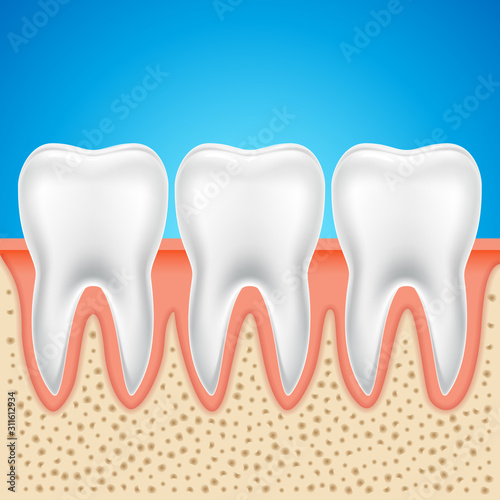 Tooth vector dental anatomy. Human tooth bone healthy illustration isolated