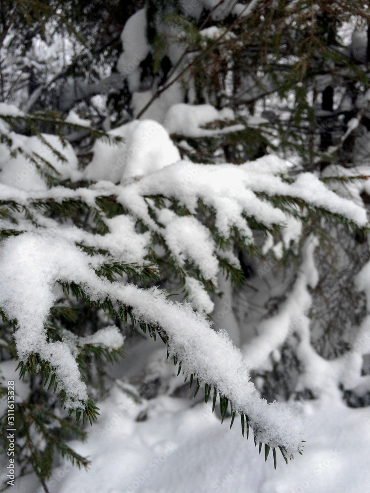Snow mosaic. Snowy fringe on the trees. Snowy spruce. . Snowy paws of fir trees. Snow mosaic. Snowy fringe on the trees. Snowy spruce. . Snowy paws of fir trees.