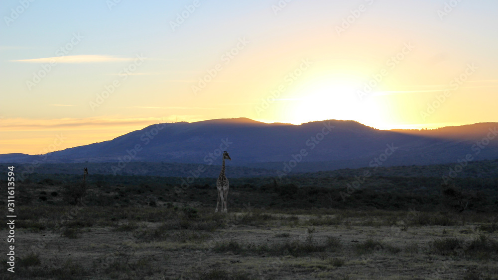 silhouette of giraffe with mountains at sunset silhouette of giraffe with mountains at sunset