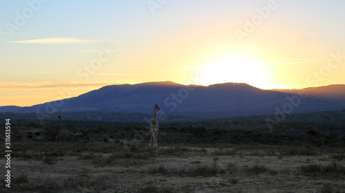 silhouette of giraffe with mountains at sunset