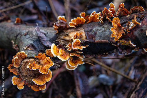 Funghi arrampicandosi su un ramo in inverno