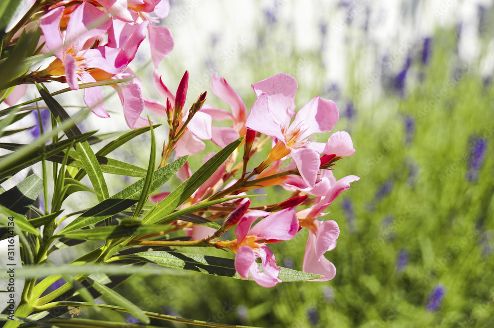 Oleander Kübelpflanze Terrasse Stock Photo Adobe Stock