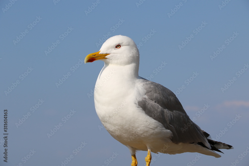 Mouette Mouette