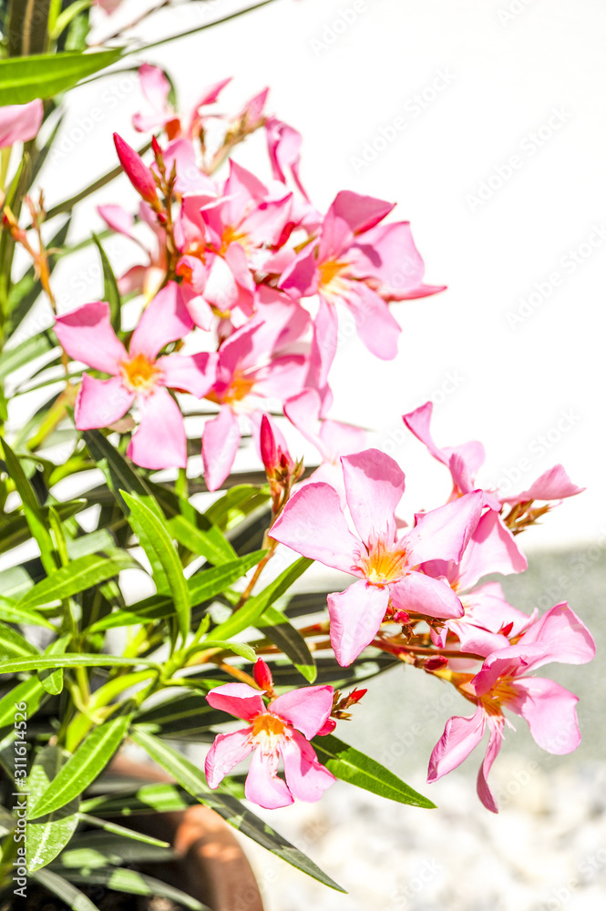 Obraz premium Oleander