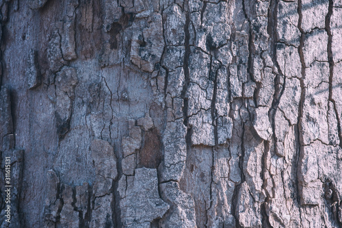 tree bark texture