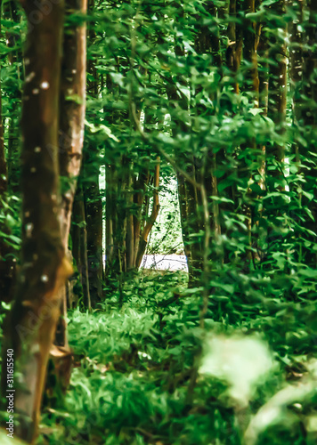 Fototapeta Naklejka Na Ścianę i Meble -  the path in the green forest