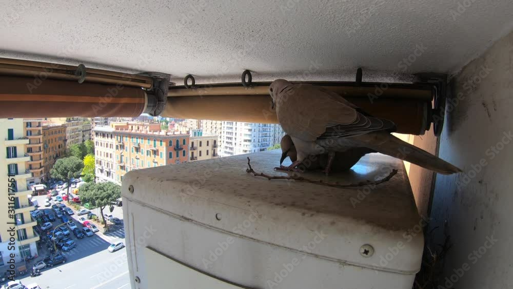 Pigeons droppings pollution of environment. Serious problems with