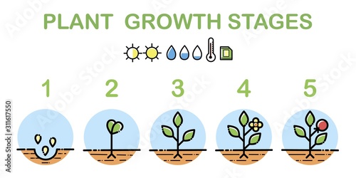 Plant growth stages infographics. Line art icons. Planting instruction template. Linear style illustration isolated on white. Planting fruits process.