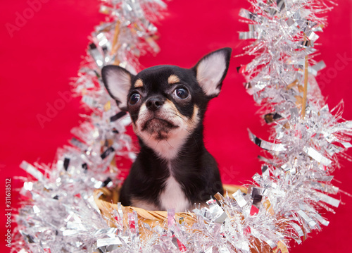 chihuahua in new year