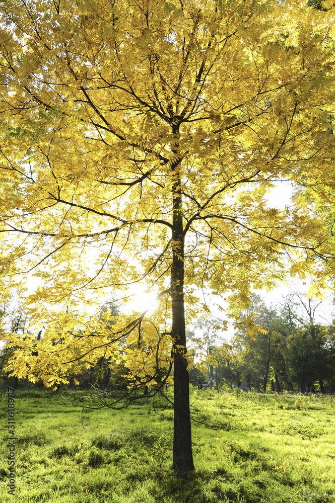 Fototapeta premium Landschaftsgarten Harrachpark im Herbst, Österreich, NIederöst