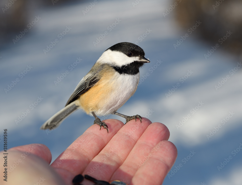 Obraz premium Wild Black Capped Chickadee with snow on beak on fingertips of man with sunflower seeds in a snowy Toronto forest in winter