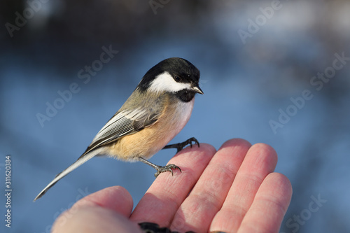 Wild Black Capped Chickadee with orange feathers on fingertips of man with sunflower seeds in a snowy Toronto forest in winter