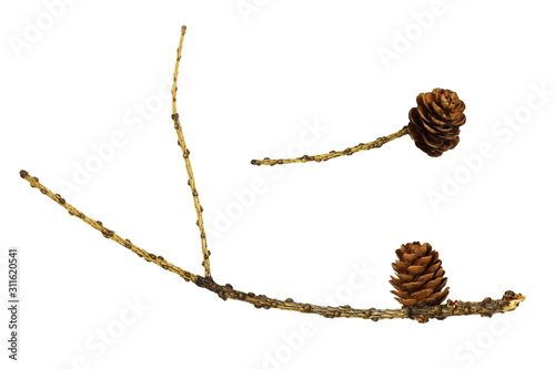 Set of dry twigs with cones