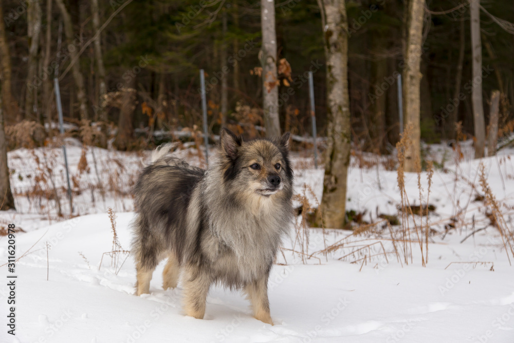 Handsome Keeshond dog standing in snow with wary expression next to fenced wooded area in winter, Quebec, Canada