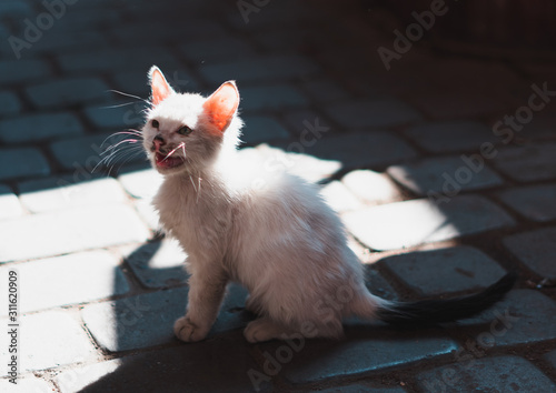 Gatos blanco pequeño maullando en la calle photo