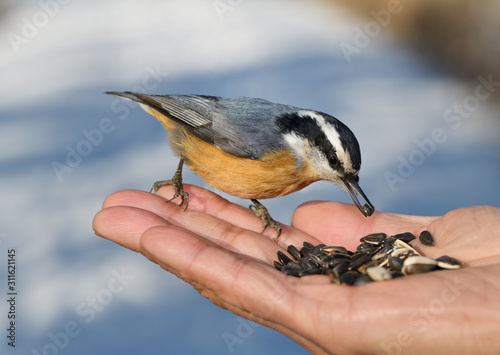 Blue and red wild Red-Breasted Nuthatch with seed in beak showing tongue on hand of man in a Toronto forest in winter