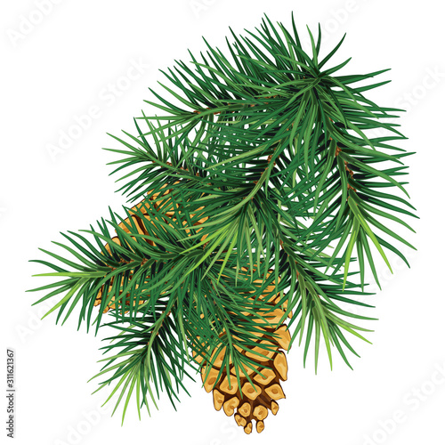 Green branch of a Christmas tree   pine with cones.Isolated without shadow.