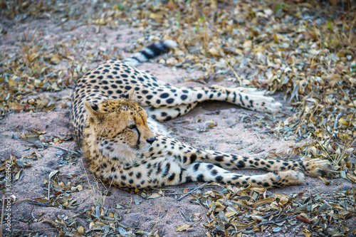 cheetah in kruger national park, mpumalanga, south africa