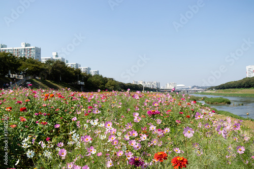 Fototapeta Naklejka Na Ścianę i Meble -  Flower, Riverside in Seoul