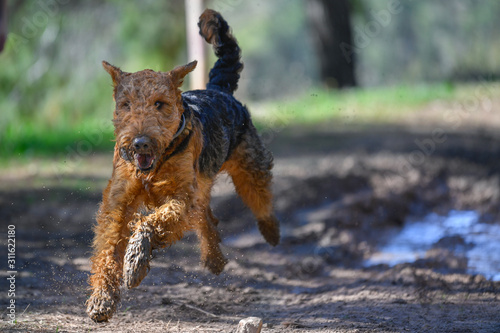 Photography A two-year-old Airedale Terrier dogs play in a puddle in the forest, covered in mud