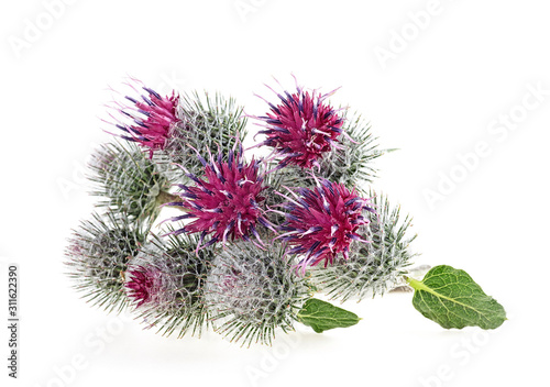 Burdock flower isolated on a white background. Medicinal plant.