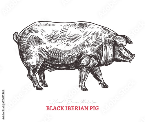 Hand drawn vector black iberian pig. Farm animal isolated on white background in sketch engraving style photo