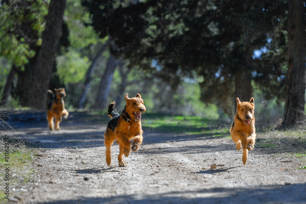 Two-year-old Airedale Terrier dogs run and play in the forest, in the lap of nature