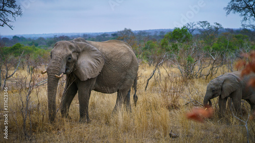 elephants in kruger national park, mpumalanga, south africa photo