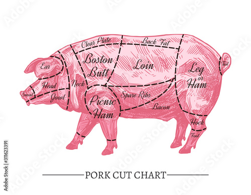 Vector pork cut chart. Retro hand drawn butcher diagram or guide. Vintage poster with sketch engraving pink pig for meat shop