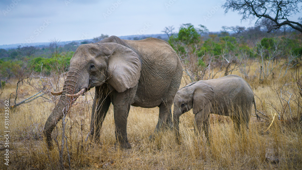 elephants in kruger national park, mpumalanga, south africa