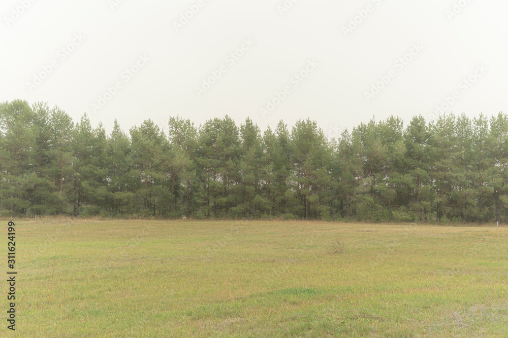 Fototapeta premium the pine tree branches in the forest against the cloudy sky, the foggy weather