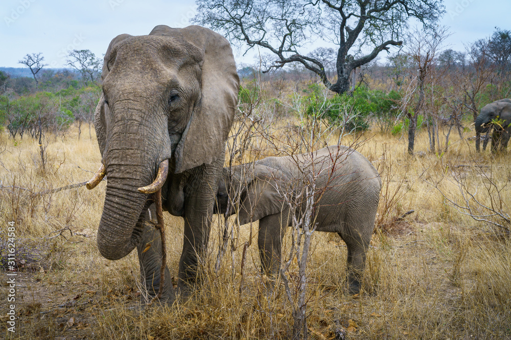Fototapeta premium elephants in kruger national park, mpumalanga, south africa