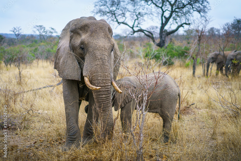 elephants in kruger national park, mpumalanga, south africa